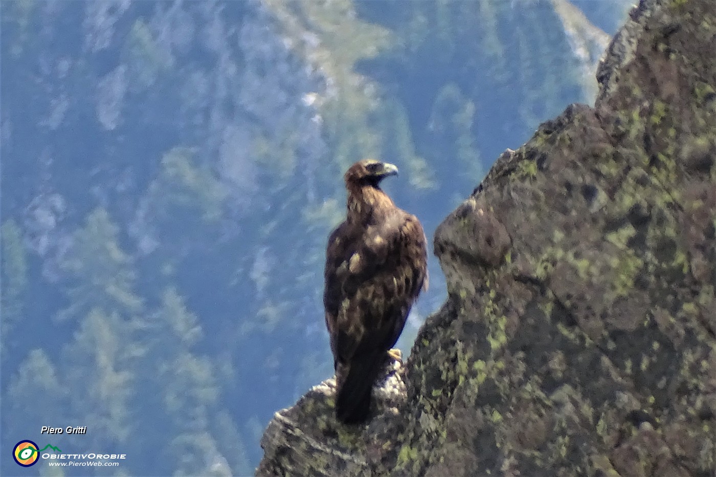 05 Aquila apoollaiata sulle rocce ci sta guardando.JPG